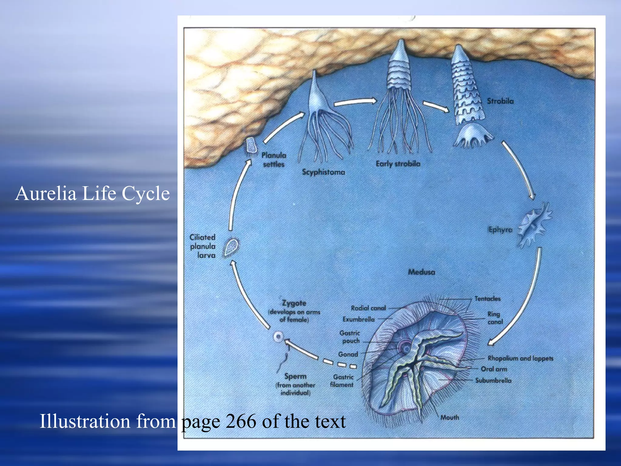 Illustration from  page 266 of the text Aurelia Life Cycle 