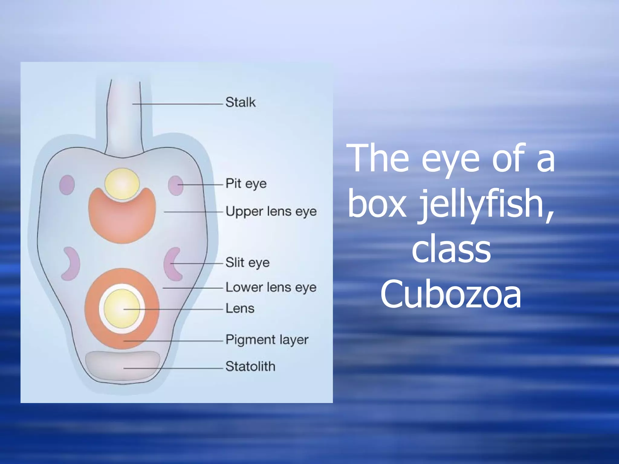 The eye of a box jellyfish, class Cubozoa 