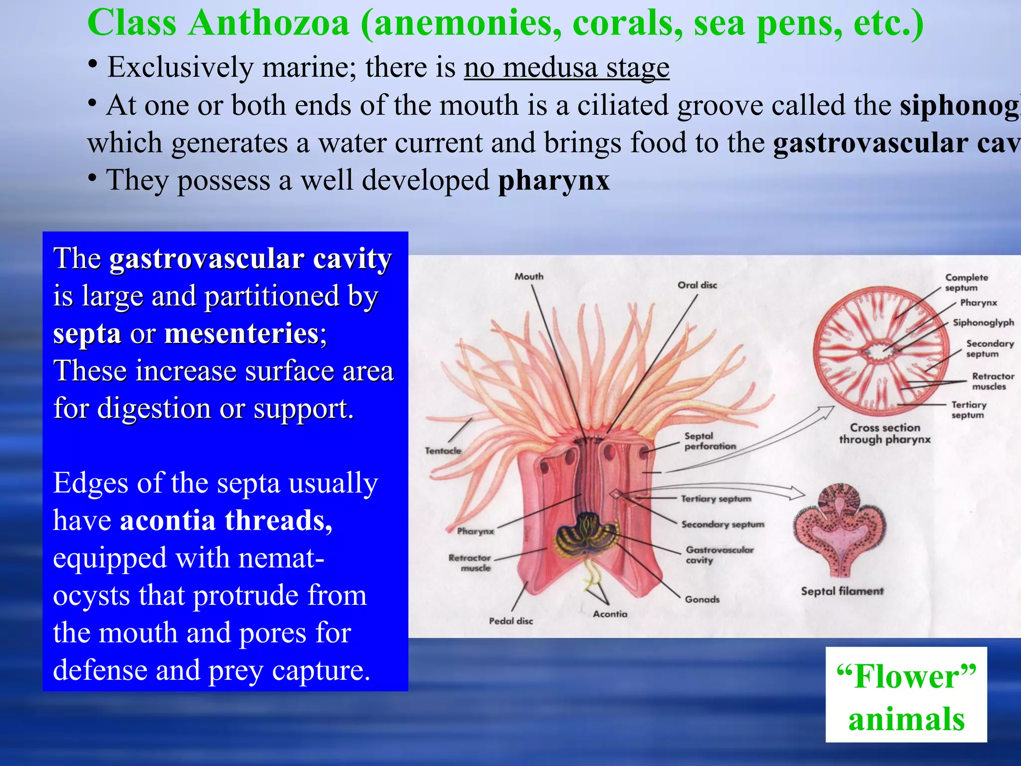 Class Anthozoa (anemonies, corals, sea pens, etc.) Exclusively marine; there is  no medusa stage At one or both ends of the mouth is a ciliated groove called the  siphonoglyph,  which generates a water current and brings food to the  gastrovascular cavity They possess a well developed  pharynx   “ Flower” animals The  gastrovascular cavity  is large and partitioned by  septa  or  mesenteries ; These increase surface area for digestion or support. Edges of the septa usually have  acontia threads,  equipped with nemat-ocysts that protrude from the mouth and pores for defense and prey capture. 