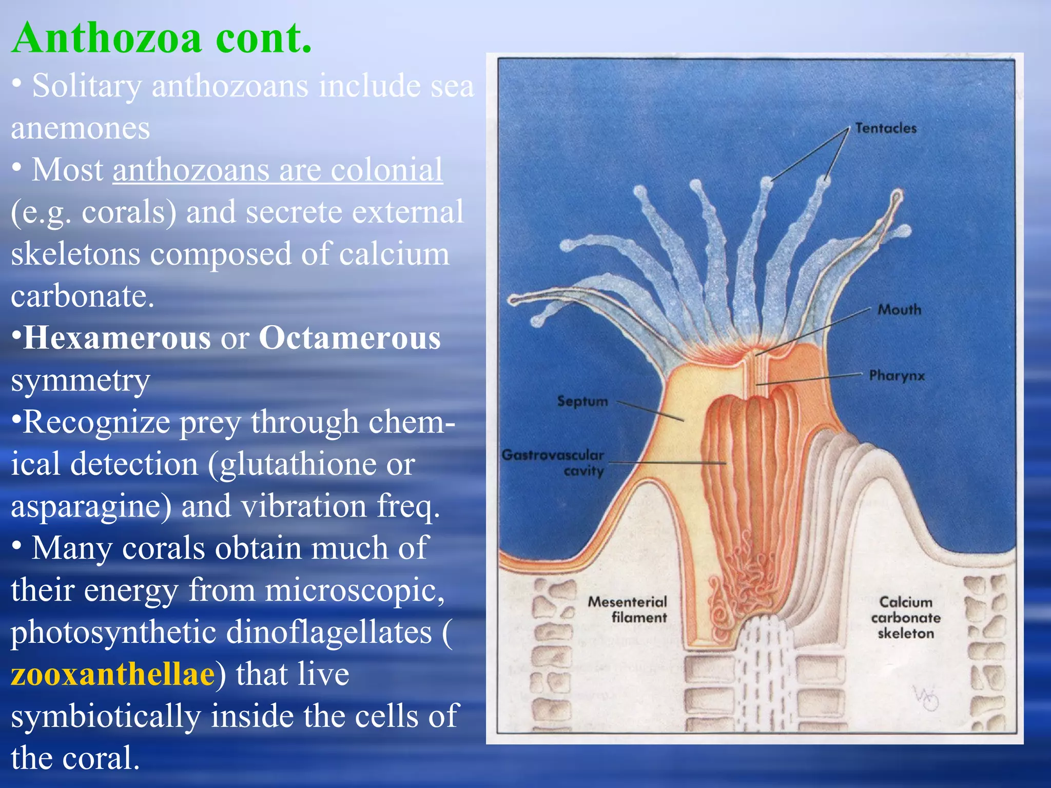Anthozoa cont. Solitary anthozoans include sea anemones Most  anthozoans are colonial  (e.g. corals) and secrete external skeletons composed of calcium carbonate. Hexamerous  or  Octamerous  symmetry Recognize prey through chem-ical detection (glutathione or asparagine) and vibration freq. Many corals obtain much of their energy from microscopic, photosynthetic dinoflagellates ( zooxanthellae ) that live symbiotically inside the cells of the coral. 