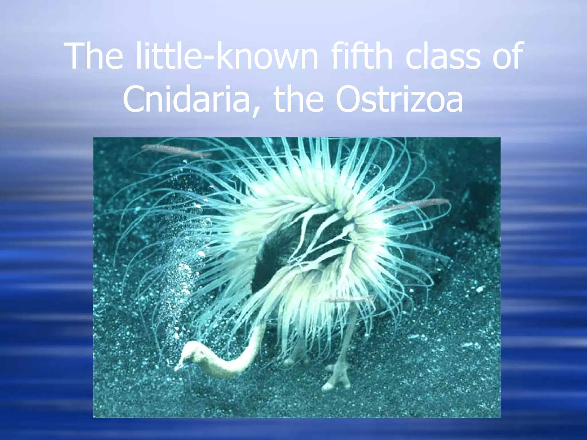 The little-known fifth class of Cnidaria, the Ostrizoa 