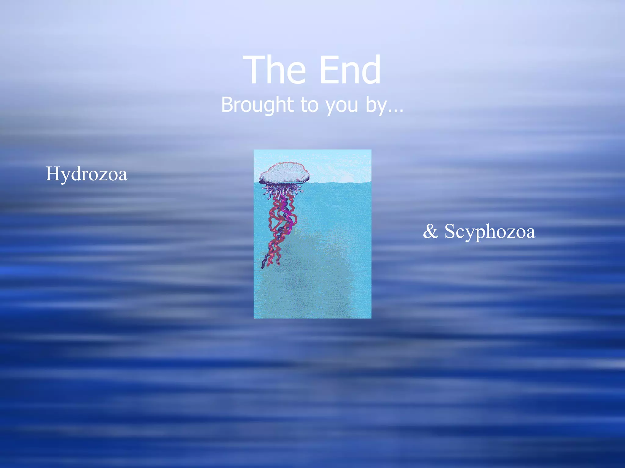 The End Brought to you by… Hydrozoa & Scyphozoa 