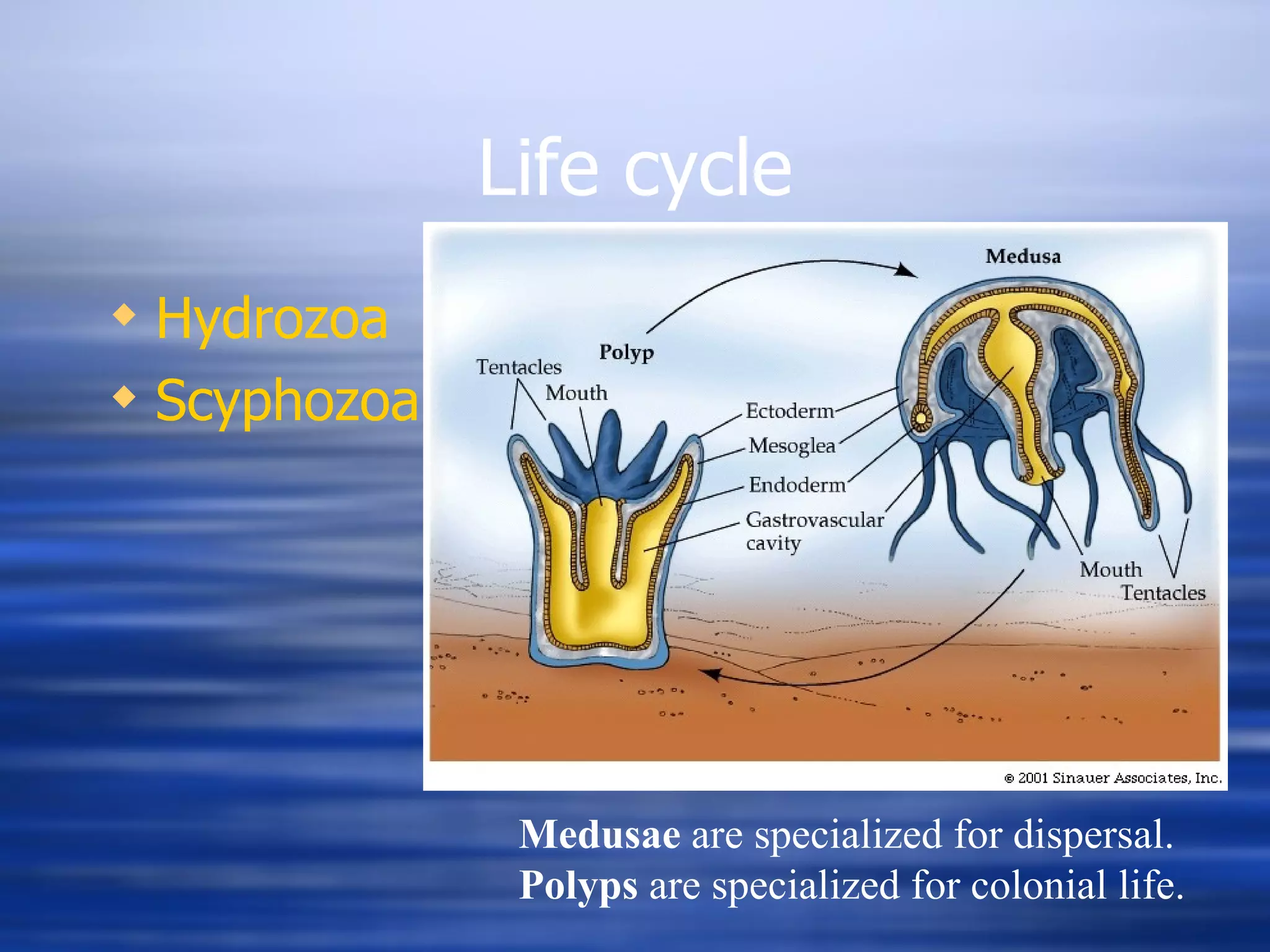 Life cycle Hydrozoa Scyphozoa Medusae  are specialized for dispersal. Polyps  are specialized for colonial life. 