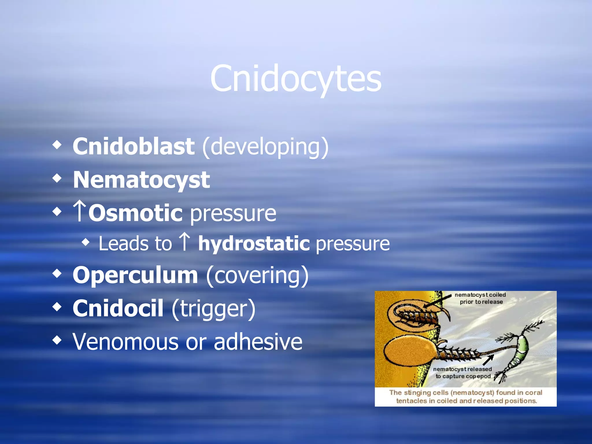 Cnidocytes Cnidoblast  (developing) Nematocyst  Osmotic  pressure Leads to    hydrostatic  pressure Operculum  (covering) Cnidocil  (trigger) Venomous or adhesive 