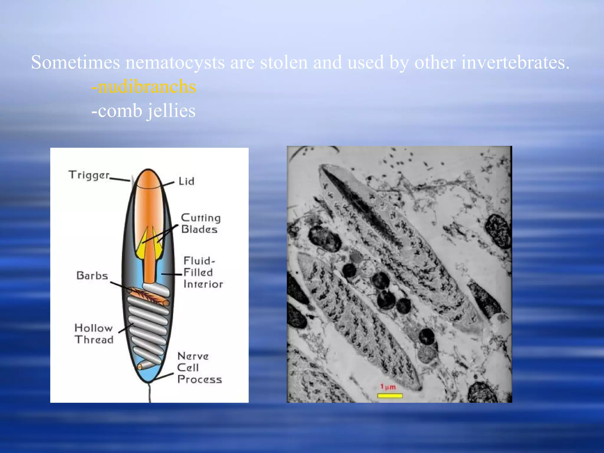 Sometimes nematocysts are stolen and used by other invertebrates. -nudibranchs -comb jellies 
