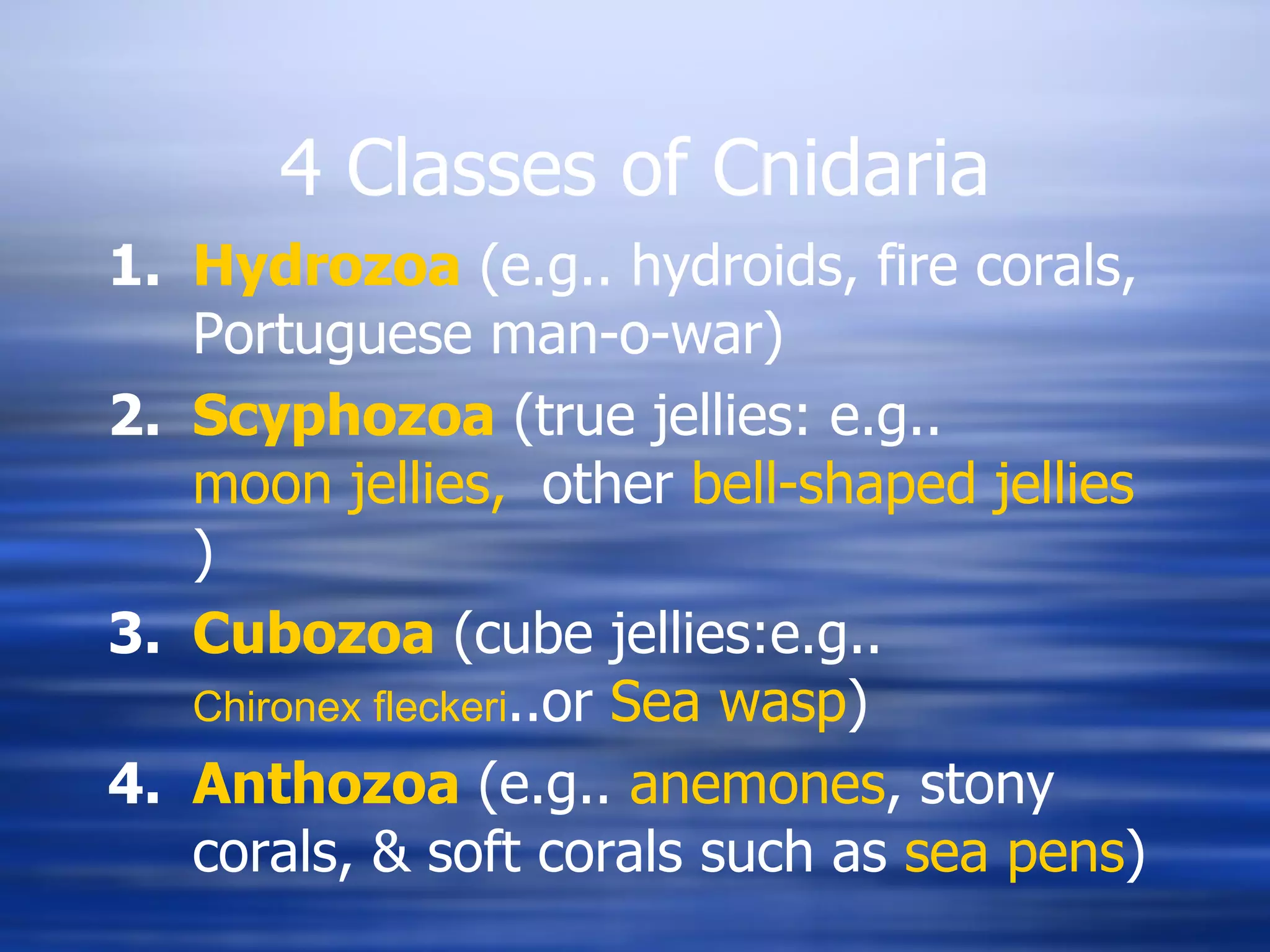 4 Classes of Cnidaria Hydrozoa  (e.g.. hydroids, fire corals, Portuguese man-o-war) Scyphozoa  (true jellies: e.g..  moon jellies,   other  bell-shaped jellies  )  Cubozoa  (cube jellies:e.g..  Chironex fleckeri ..or  Sea wasp ) Anthozoa  (e.g..  anemones , stony corals, & soft corals such as  sea pens ) 
