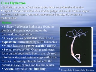 Class  Hydrozoa   Includes the solitary freshwater hydra; Most are  colonial  and marine  Typical life cycle includes both asexual polyps and sexual medusa stages; however, freshwater hydras and some marine hydroids do not have a medusa stage. Hydras Solitary freshwater hydras are found in ponds and streams occurring on the underside of vegetation. They possess a  pedal disc , mouth on a  hypostome , surrounded by 6-10 tenetacles. Mouth leads to a  gastrovascular cavity*   Sexual reproduction: Ovaries and testes form on the body wall. Sperm are released into the water, and fertilize eggs within the ovaries.  Resulting blastula falls off the parent as a cyst which can last the winter. Asexual  reproduction:  budding *  Extracellular & intracellular digestion 