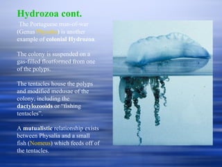 Hydrozoa cont. The Portuguese man-of-war (Genus  Physalia ) is another example of  colonial Hydrozoa . The colony is suspended on a gas-filled floatformed from one of the polyps. The tentacles house the polyps and modified medusae of the colony, including the  dactylozooids  or “fishing tentacles”. A  mutualistic  relationship exists between Physalia and a small fish ( Nomeus ) which feeds off of the tentacles. 
