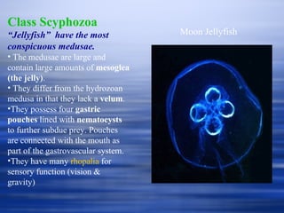 Class Scyphozoa “ Jellyfish”  have the most conspicuous medusae. The medusae are large and contain large amounts of  mesoglea (the jelly) . They differ from the hydrozoan medusa in that they lack a  velum . They possess four  gastric pouches  lined with  nematocysts  to further subdue prey. Pouches are connected with the mouth as part of the gastrovascular system. They have many  rhopalia  for sensory function (vision & gravity) Moon Jellyfish 