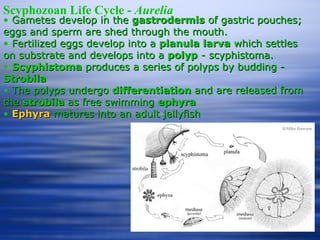 Scyphozoan Life Cycle -  Aurelia Gametes develop in the  gastrodermis  of gastric pouches; eggs and sperm are shed through the mouth. Fertilized eggs develop into a  planula larva  which settles on substrate and develops into a  polyp  - scyphistoma. Scyphistoma  produces a series of polyps by budding -  Strobila The polyps undergo  differentiation  and are released from the  strobila  as free swimming  ephyra Ephyra   matures into an adult jellyfish 
