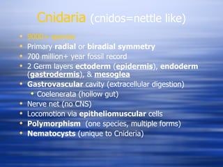 Cnidaria   (cnidos=nettle like) 9000+ species Primary  radial  or  biradial   symmetry 700 million+ year fossil record 2 Germ layers  ectoderm  ( epidermis ),  endoderm  ( gastrodermis ), &  mesoglea Gastrovascular  cavity (extracellular digestion) Coelenerata (hollow gut) Nerve net (no CNS) Locomotion via  epitheliomuscular  cells  Polymorphism   (one species, multiple forms) Nematocysts  (unique to Cnideria) 