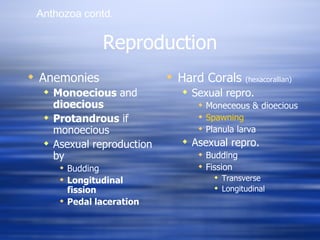 Reproduction Anemonies Monoecious  and  dioecious Protandrous  if monoecious Asexual reproduction by  Budding Longitudinal fission Pedal laceration Hard Corals  (hexacorallian) Sexual repro. Moneceous & dioecious Spawning Planula larva Asexual repro. Budding Fission Transverse Longitudinal Anthozoa   contd .  