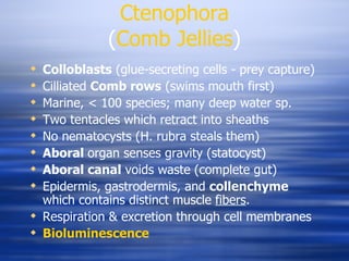 Ctenophora ( Comb Jellies ) Colloblasts  (glue-secreting cells - prey capture) Cilliated  Comb rows  (swims mouth first) Marine, < 100 species; many deep water sp. Two tentacles which retract into sheaths No nematocysts (H. rubra steals them) Aboral  organ senses gravity (statocyst) Aboral canal  voids waste (complete gut) Epidermis, gastrodermis, and  collenchyme  which contains distinct muscle  fibers . Respiration & excretion through cell membranes Bioluminescence 