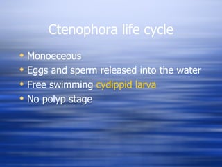 Ctenophora life cycle Monoeceous Eggs and sperm released into the water Free swimming  cydippid  larva No polyp stage 