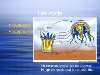 Life cycle Hydrozoa Scyphozoa Medusae  are specialized for dispersal. Polyps  are specialized for colonial life. 