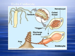 Hydra  Cnidocyte 