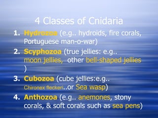 4 Classes of Cnidaria Hydrozoa  (e.g.. hydroids, fire corals, Portuguese man-o-war) Scyphozoa  (true jellies: e.g..  moon jellies,   other  bell-shaped jellies  )  Cubozoa  (cube jellies:e.g..  Chironex fleckeri ..or  Sea wasp ) Anthozoa  (e.g..  anemones , stony corals, & soft corals such as  sea pens ) 