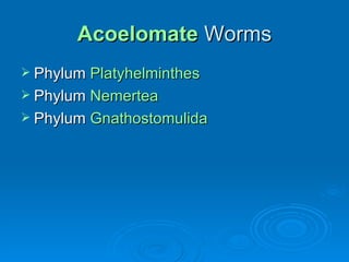 Acoelomate   Worms ,[object Object],[object Object],[object Object]