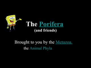 The  Porifera   (and friends) Brought to you by the  Metazoa. the  Animal Phyla   