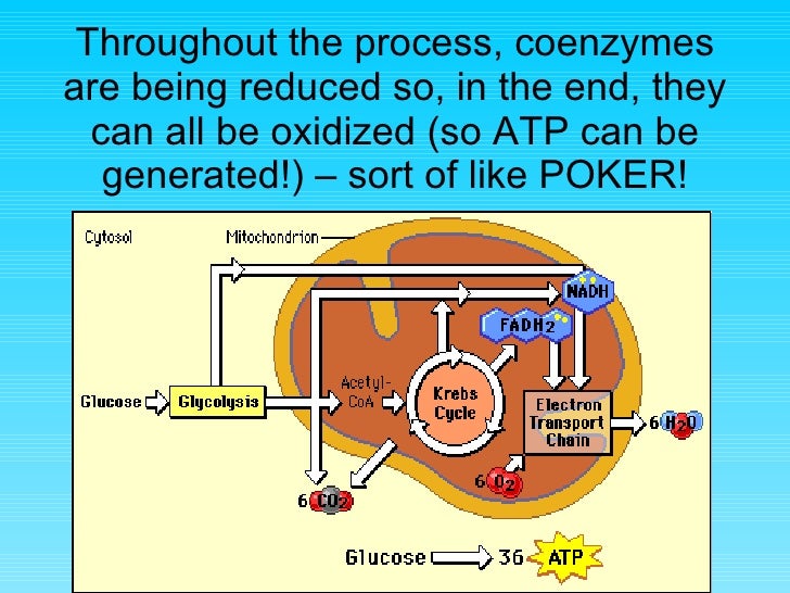 where does cellular respiration get glucose where does cellular respiration get glucose
