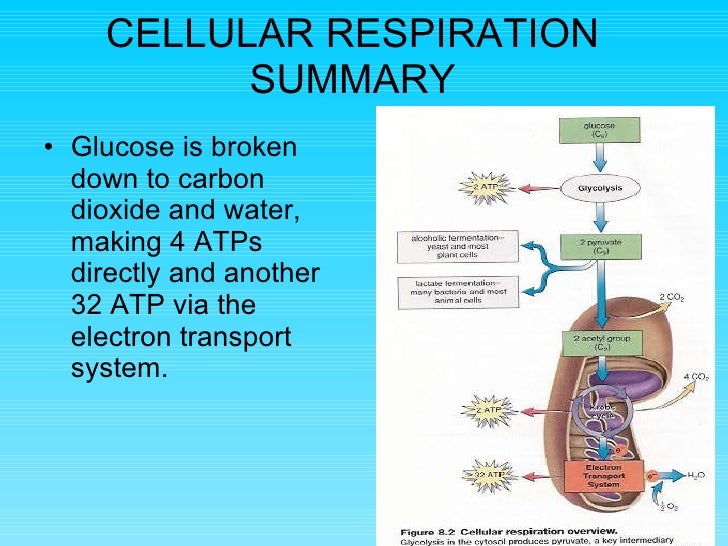 Cellular Respiration
