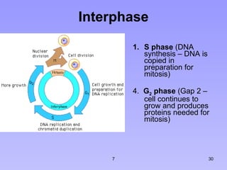 Interphase S phase  (DNA synthesis – DNA is copied in preparation for mitosis) 4.  G 2  phase  (Gap 2 – cell continues to grow and produces proteins needed for mitosis) 7 