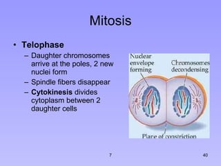 Mitosis Telophase  Daughter chromosomes arrive at the poles, 2 new nuclei form Spindle fibers disappear  Cytokinesis  divides cytoplasm between 2 daughter cells 7 