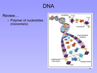 DNA Review… Polymer of nucleotides (monomers) 7 