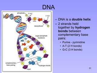 DNA DNA is a  double helix   2 strands held together by  hydrogen bonds  between complementary base pairs: Purine - pyrimidine A-T (2 H bonds) G-C (3 H bonds) 7 