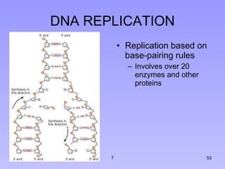 DNA REPLICATION Replication based on base-pairing rules Involves over 20 enzymes and other proteins 7 