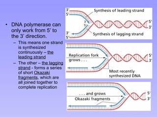 DNA polymerase can only work from 5’ to the 3’ direction.  This means one strand is synthesized continuously –  the leading strand The other –  the lagging strand  - forms a series of short  Okazaki fragments , which are all joined together to complete replication 7 