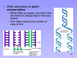 DNA replication is  semi-conservative When DNA is copied, one half of the old strand is always kept in the new strand.  This helps reduce the number of copy errors. 7 