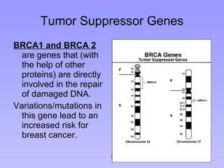 Tumor Suppressor Genes BRCA1 and BRCA 2  are genes that (with the help of other proteins) are directly involved in the repair of damaged DNA. Variations/mutations in this gene lead to an increased risk for breast cancer. 7 