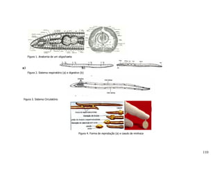 Figura 1. Anatomia de um oligochaeta



a)                                                   b)
     Figura 2. Sistema respiratório (a) e digestivo (b)




Figura 3. Sistema Circulatório




                                                  Figura 4. Forma de reprodução (a) e casulo de minhoca




                                                                                                          110
 
