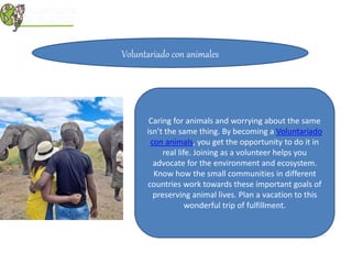 Voluntariado con animales
Caring for animals and worrying about the same
isn’t the same thing. By becoming a Voluntariado
con animals, you get the opportunity to do it in
real life. Joining as a volunteer helps you
advocate for the environment and ecosystem.
Know how the small communities in different
countries work towards these important goals of
preserving animal lives. Plan a vacation to this
wonderful trip of fulfillment.
 