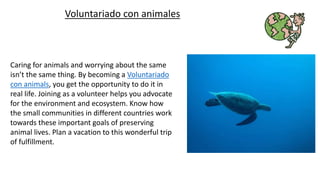 Voluntariado con animales
Caring for animals and worrying about the same
isn’t the same thing. By becoming a Voluntariado
con animals, you get the opportunity to do it in
real life. Joining as a volunteer helps you advocate
for the environment and ecosystem. Know how
the small communities in different countries work
towards these important goals of preserving
animal lives. Plan a vacation to this wonderful trip
of fulfillment.
 