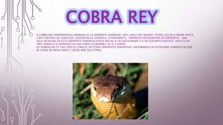 A COBRA REY (OPHIOPHAGUS HANNAH) ES LA SERPIENTE VENENOSA MÁS LARGA DEL MUNDO. PUEDE LLEGAR A MEDIR HASTA
CASI 6 METROS DE LONGITUD. OPHIOPHAGUS SIGNIFICA, LITERALMENTE, “SERPIENTE DEVORADORA DE SERPIENTES . UNA
SOLA PICADURA DE ESTA SERPIENTE VENENOSA PUEDE MATAR A UN SER HUMANO Y A UN ELEFANTE ASIÁTICO ADULTO EN
TRES HORAS SI ES MORDIDO EN UNA ZONA VULNERABLE DE SU CUERPO.
SU VENENO NO ES TAN TÓXICO COMO EL DE OTRAS SERPIENTES VENENOSAS, SIN EMBARGO SU FATALIDAD CONSISTE EN QUE
ES CAPAZ DE INYECTARLO 5 VECES MÁS QUE OTRAS.
 