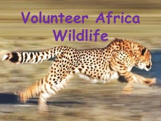 Volunteer Africa
Wildlife
 
