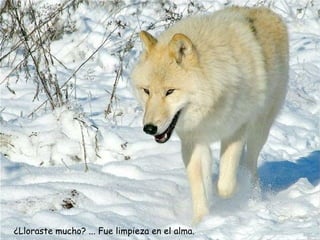 ¿Lloraste mucho? ... Fue limpieza en el alma.  