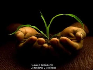 Nos aleja dulcemente De rencores y violencias 