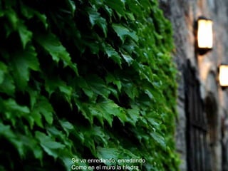 Se va enredando, enredando Como en el muro la hiedra 