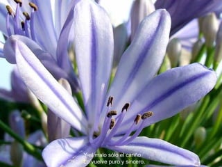 Y al malo sólo el cariño Lo vuelve puro y sincero. 