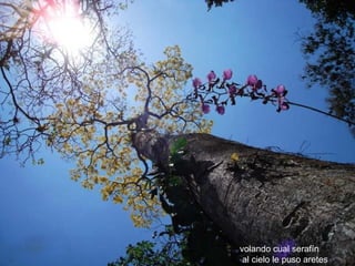 volando cual serafín al cielo le puso aretes 