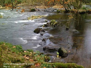 Como el musguito en la piedra Hay sí ..., sí ..., sí ... 
