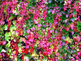 Se va enredando, enredando Como en el muro la hiedra 