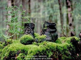 Y va brotando, brotando Como el musguito en la piedra 
