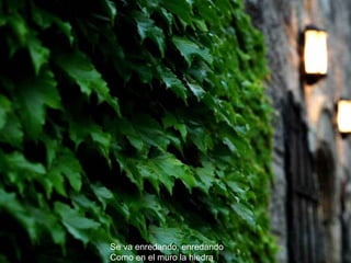 Se va enredando, enredando Como en el muro la hiedra 