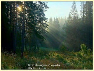 Como el musguito en la piedra Hay sí ..., sí ..., sí ... 