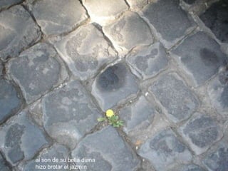 al son de su bella diana  hizo brotar el jazmín   