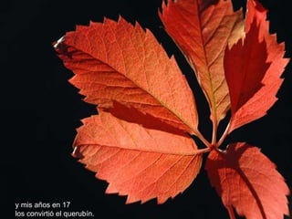 y mis años en 17 los convirtió el querubín.   